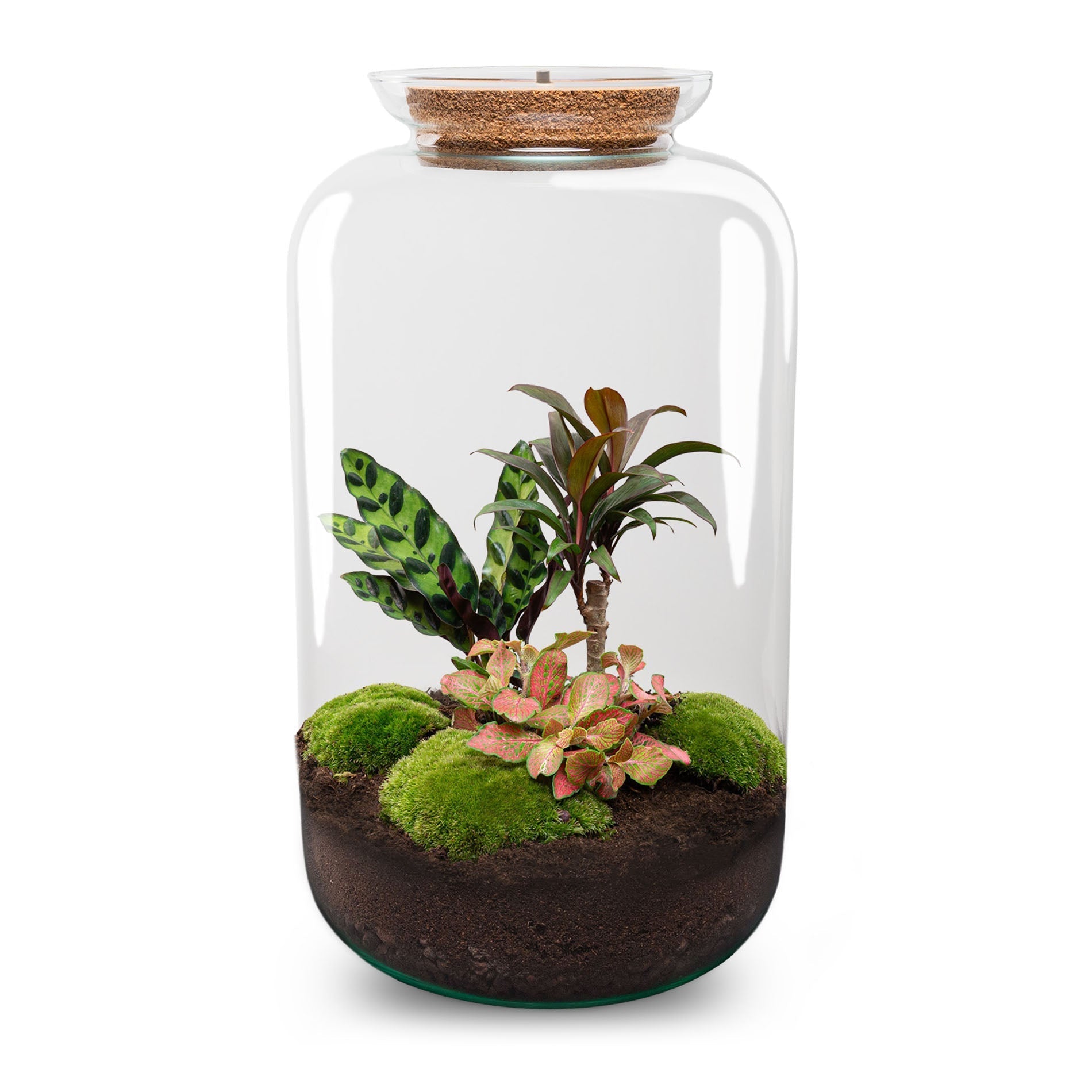 Terrarium DIY Kit – Sven XL Bottle Garden with Palm & LED Lighting Large Indoor Plant Décor Height 43 cm - Afanaya